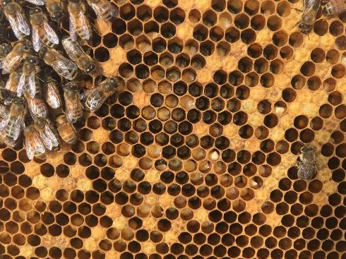 Honey bee frame with larvae showing signs of EFB