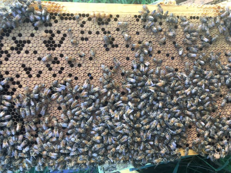 Honey bees on a frame from a hive.