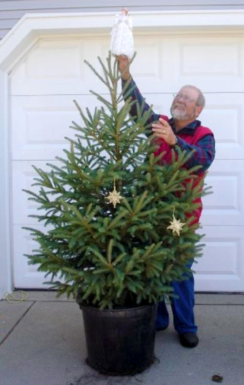 A man puts a star on top of a Christmas tree that is inside a big, black pot.