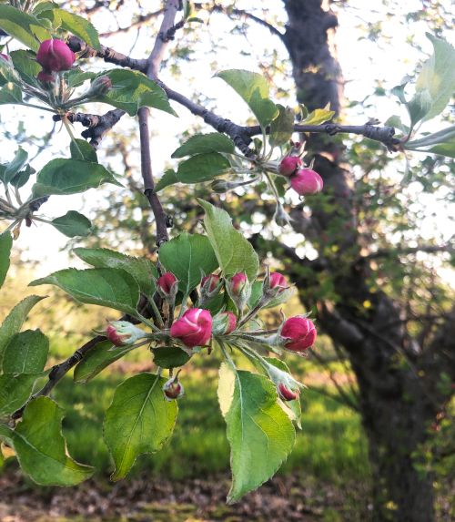 Apples in the pink stage