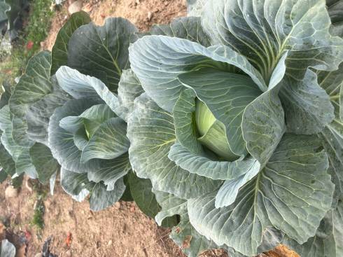 The cabbage head is sizing up well in the field. Photo by Salta Mambetova, MSU Extension