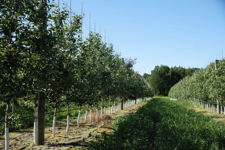 green trees in a line