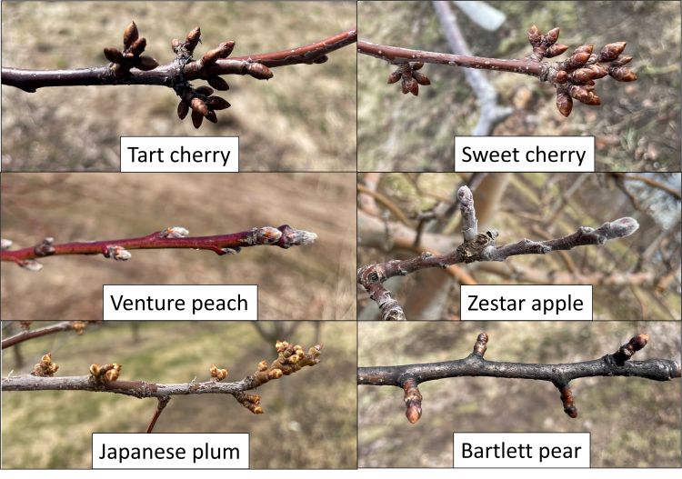 Stage of tree phenology for apple, peach, cherry, plum and pear
