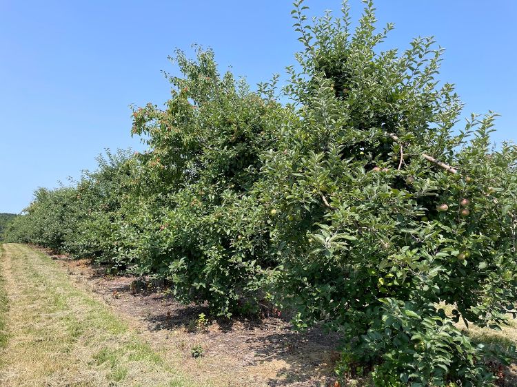 An apple orchard.