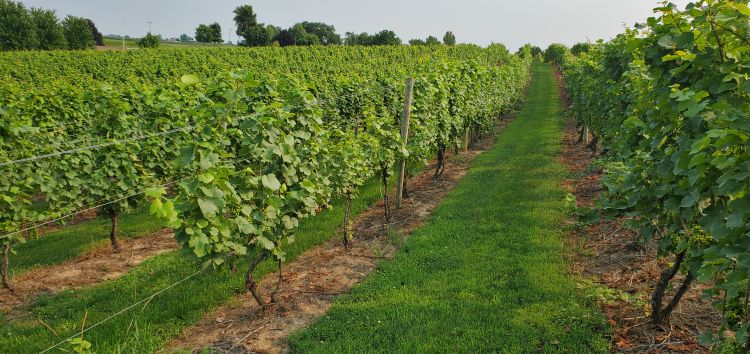 Grape vineyard.