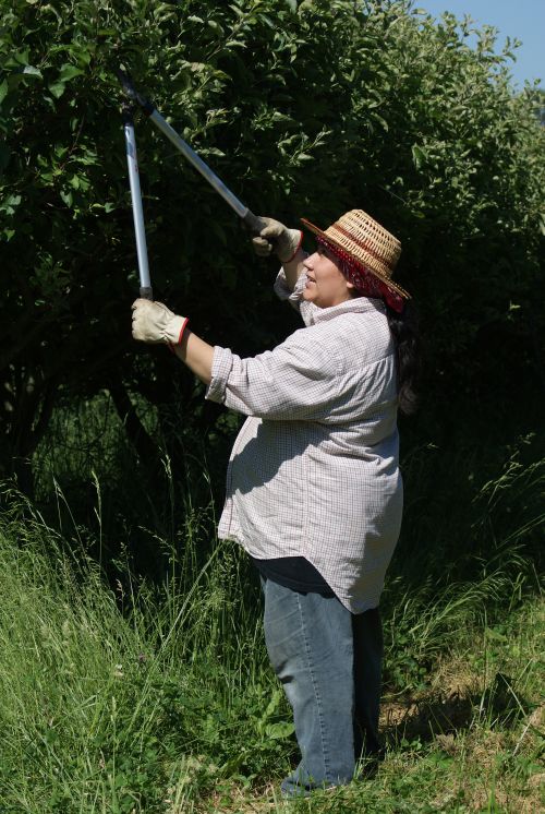 person wearing long sleeve shirt and hat cutting branches on a tree with a cutting tool