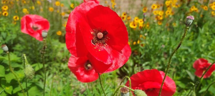 A close-up of bright red poppy flowers in full bloom, their delicate petals glowing in the sunlight.