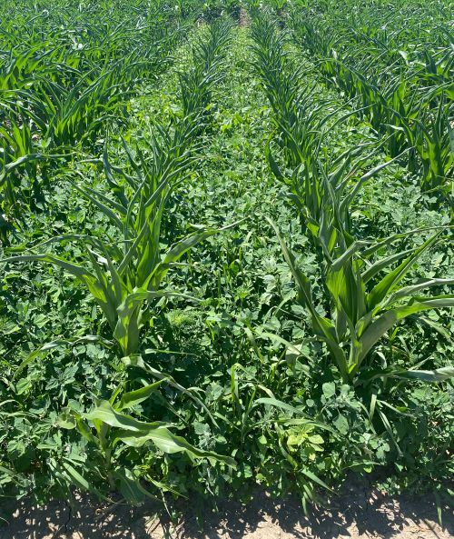 Weeds growing in between rows of crops.