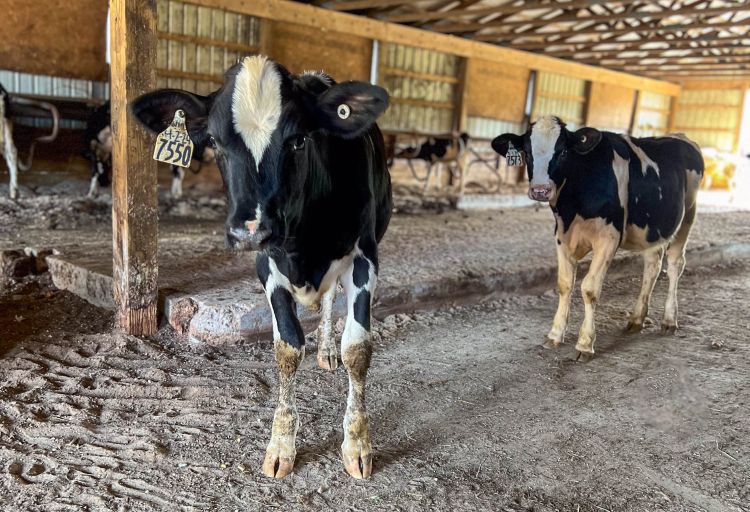 Two heifers standing on concrete flooring in a barn.