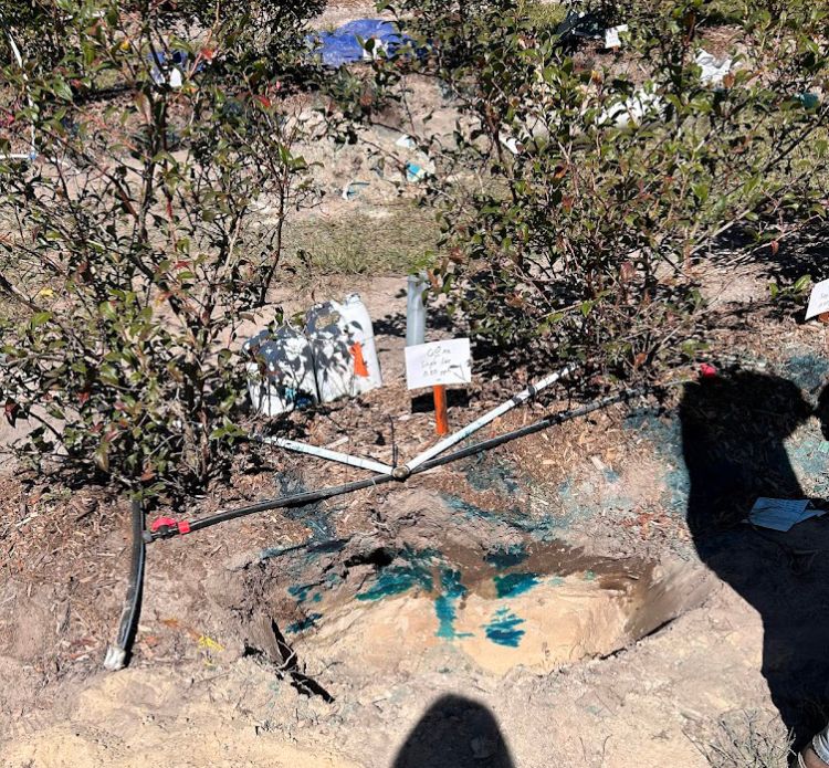 A row of blueberry bushes with a circle dug out between two bushes, blue spray paint covers the ground where the whole is and irrigation pipes connect above the hole.