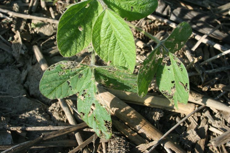 Soybean leaves with tiny holes in them caused by slug feeding.