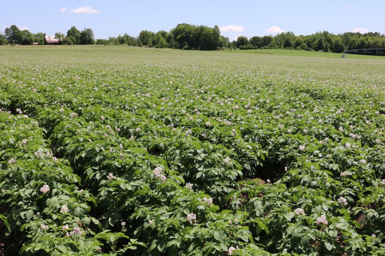 Blossoming potato field