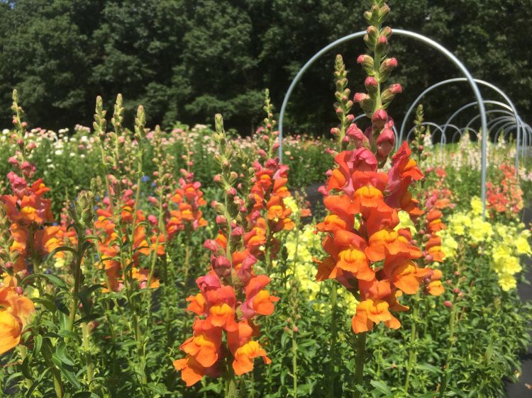 Pink, orange, and yellow snapdragons.