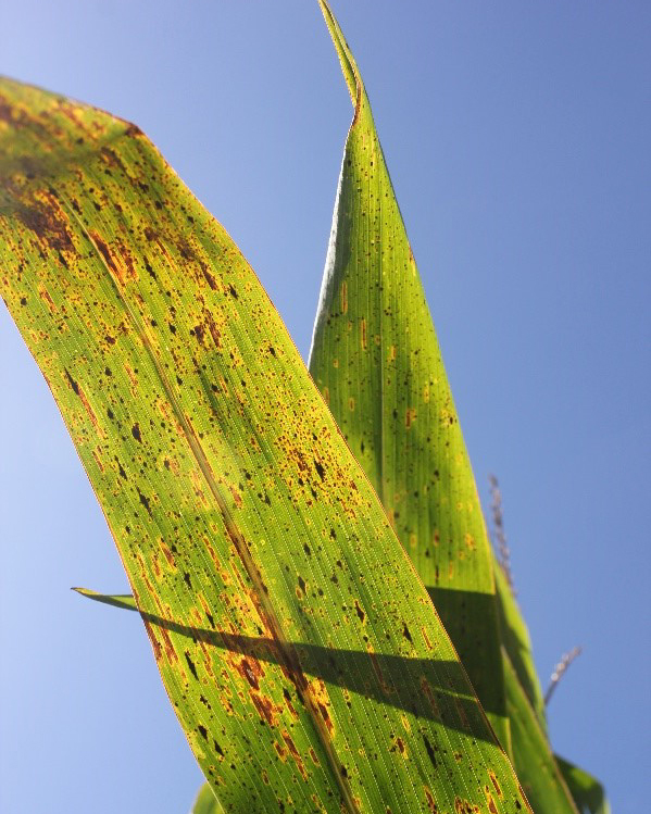 Tar spot lesions