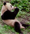 panda_Thumbnail