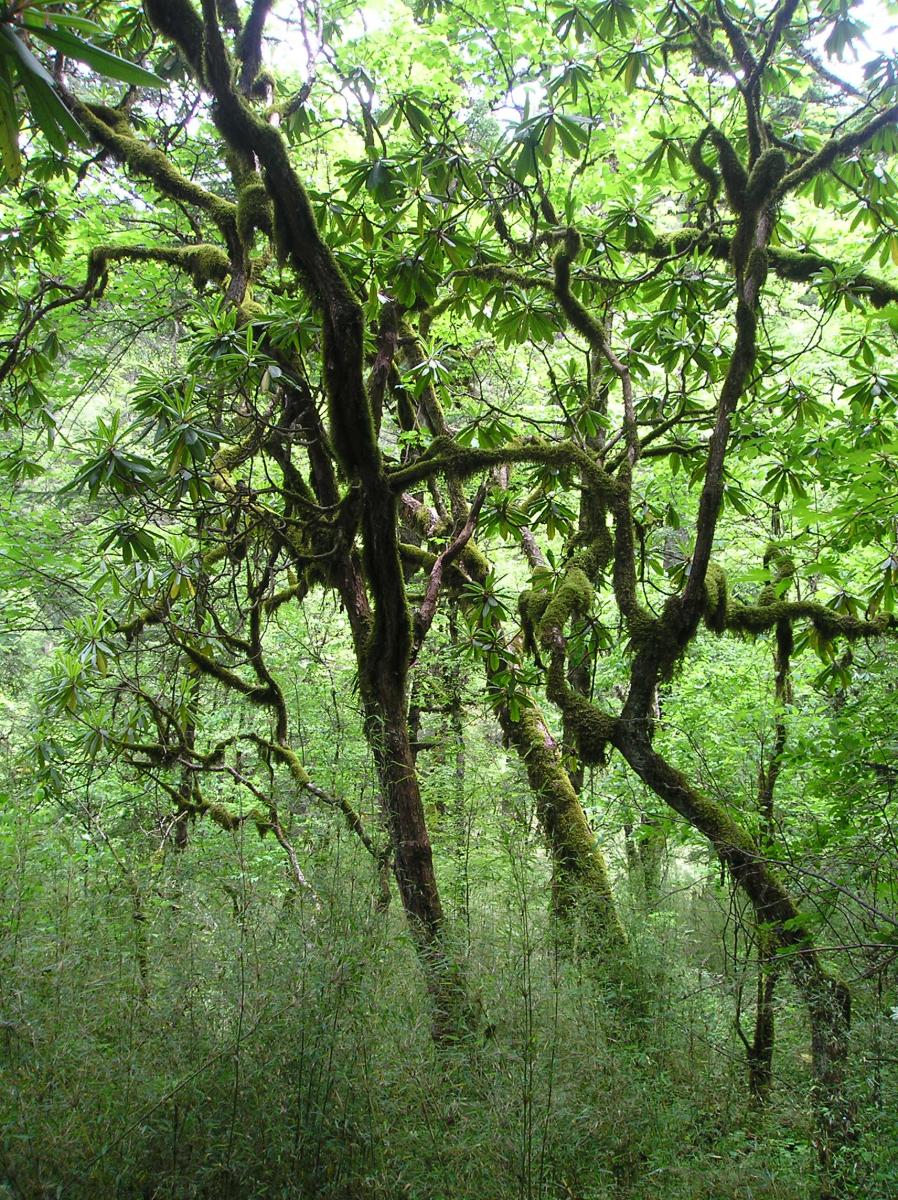 Bamboo understory