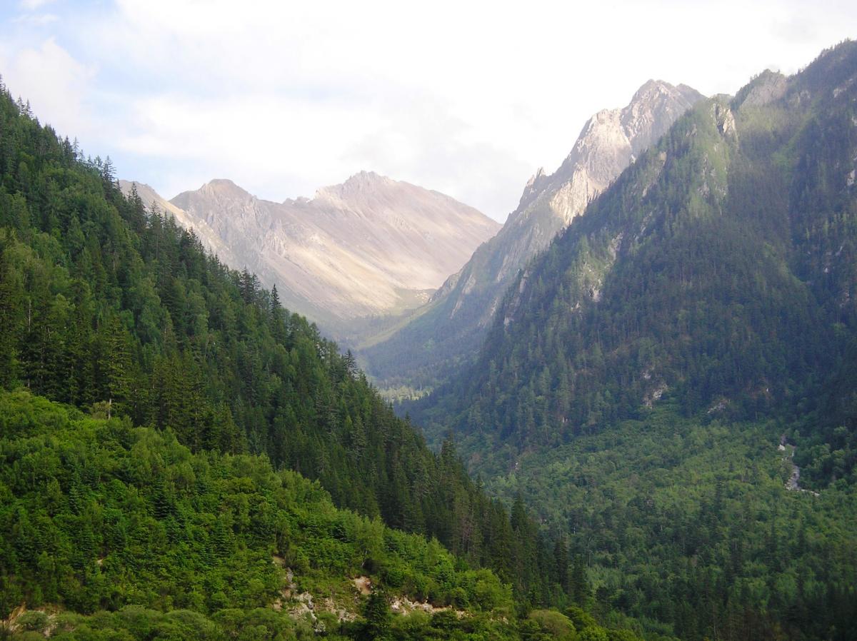 Recovering forests, with deforested areas in the background in Wolong China