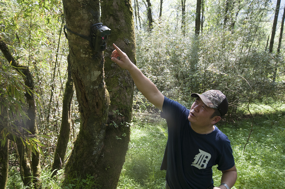 Jindong Zhang and camera trap in Wolong