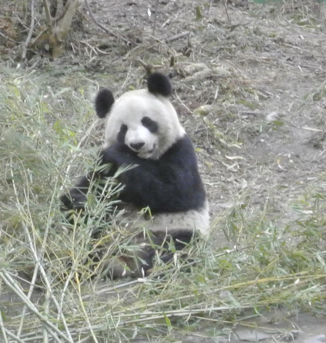 Panda eating bamboo