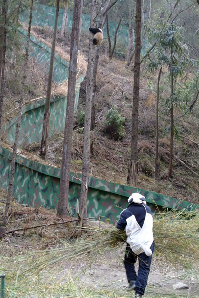 Panda caretaker and baby panda in tree