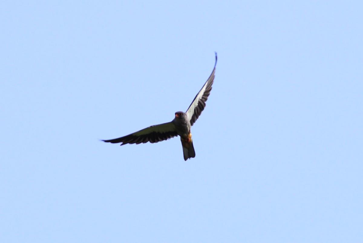 Amur falcon