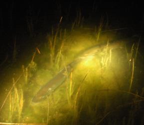 muskies preparing to spawn