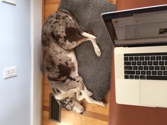 Toohey, the Catahoula Leopard dog