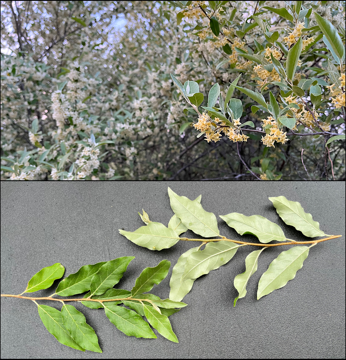 Several autumn olive shrubs.