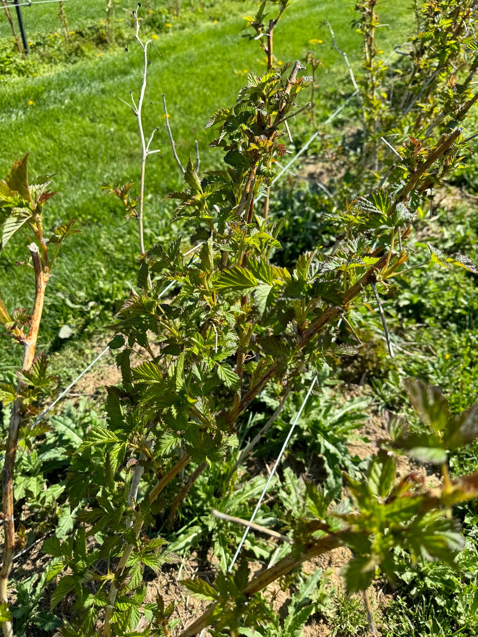 Raspberries leafing out and blooming.