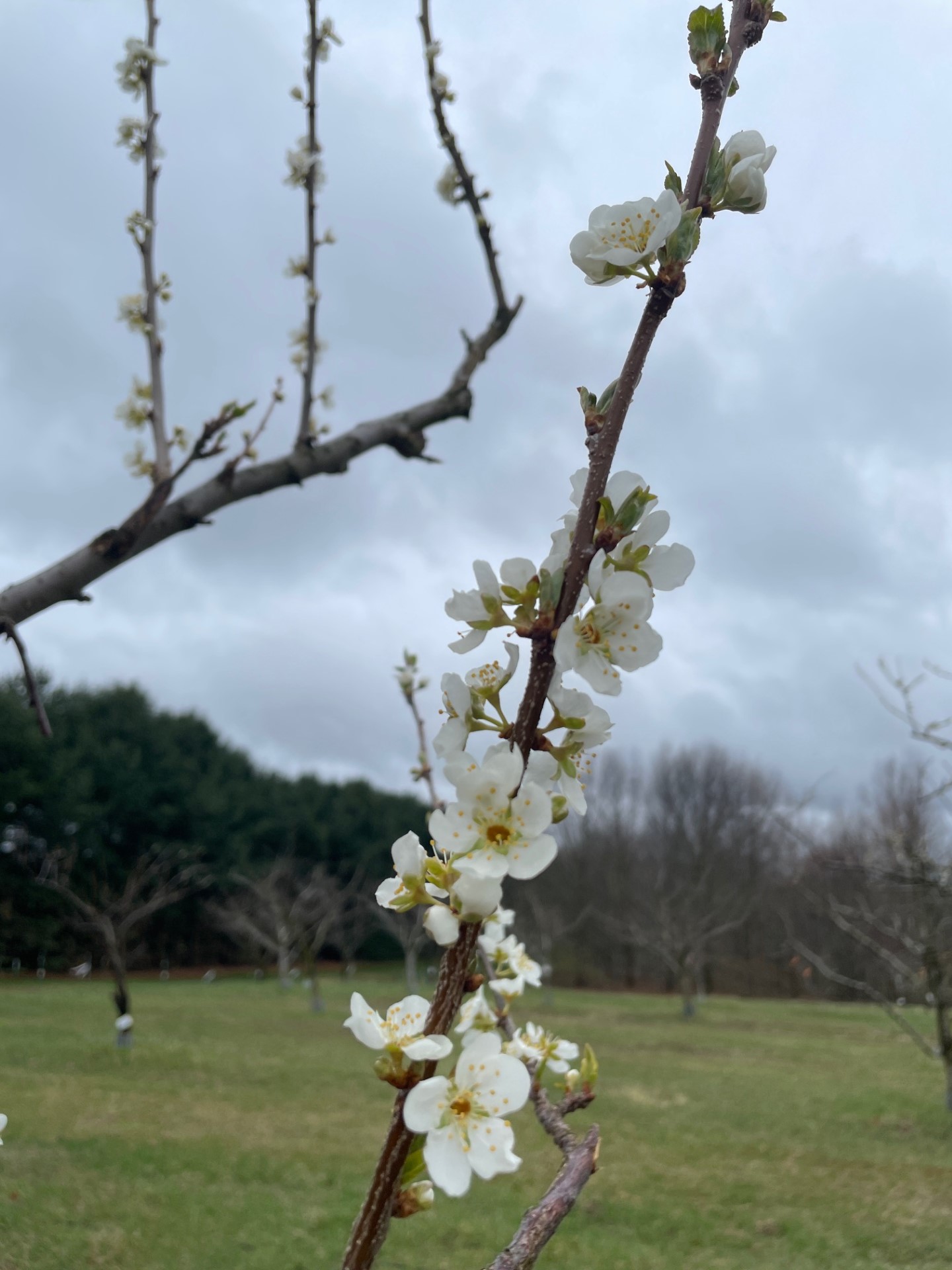 Japanese plum in full bloom.