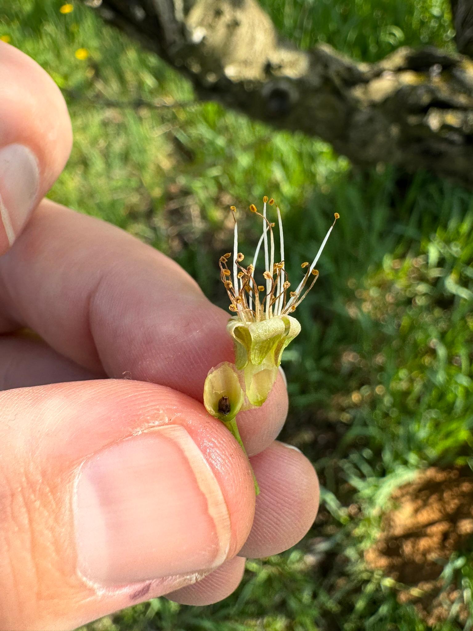 Pistil damage to plums.