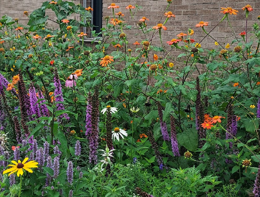 Native and non-native wildflowers.