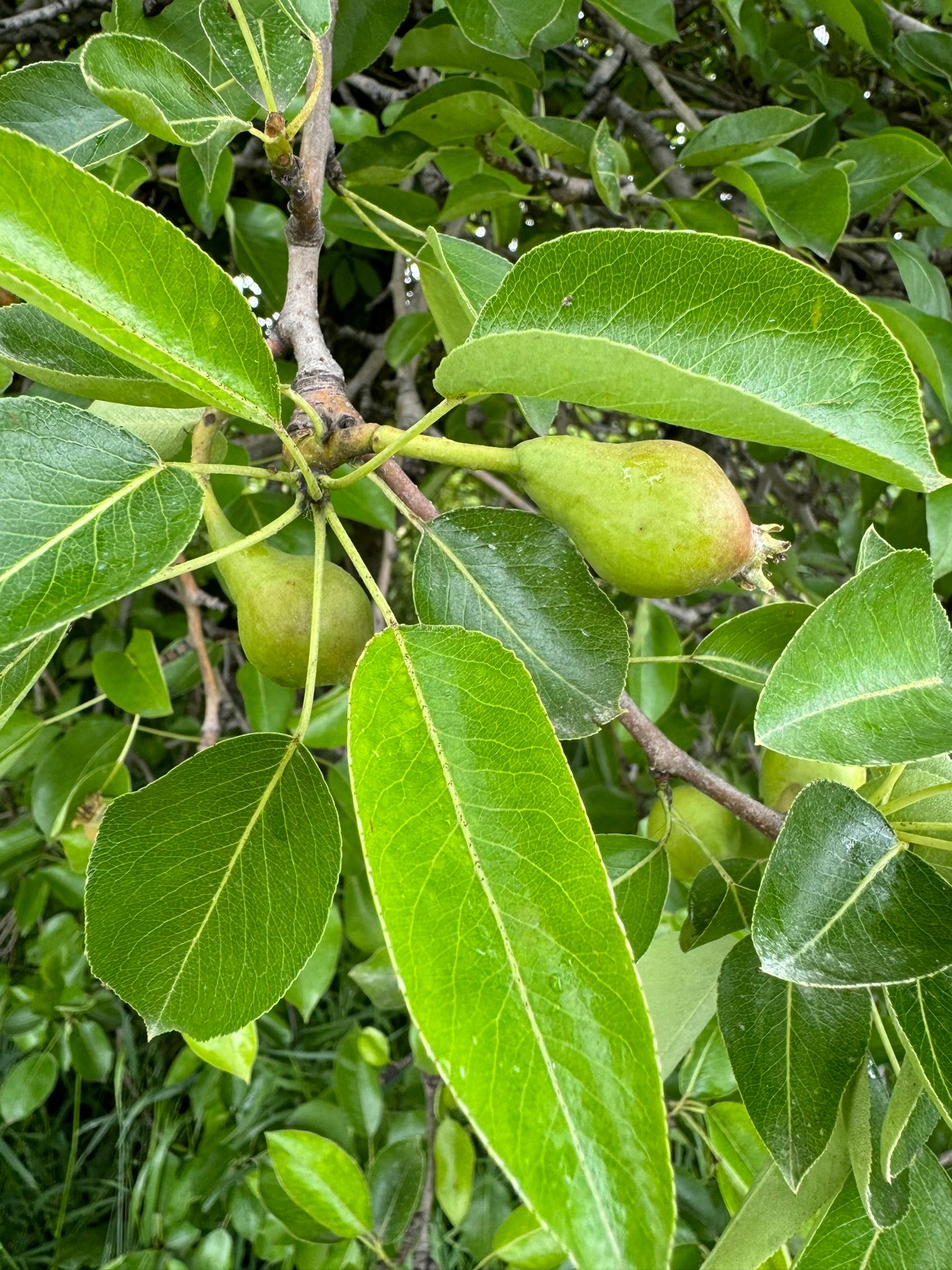 Pears hanging from a tree.