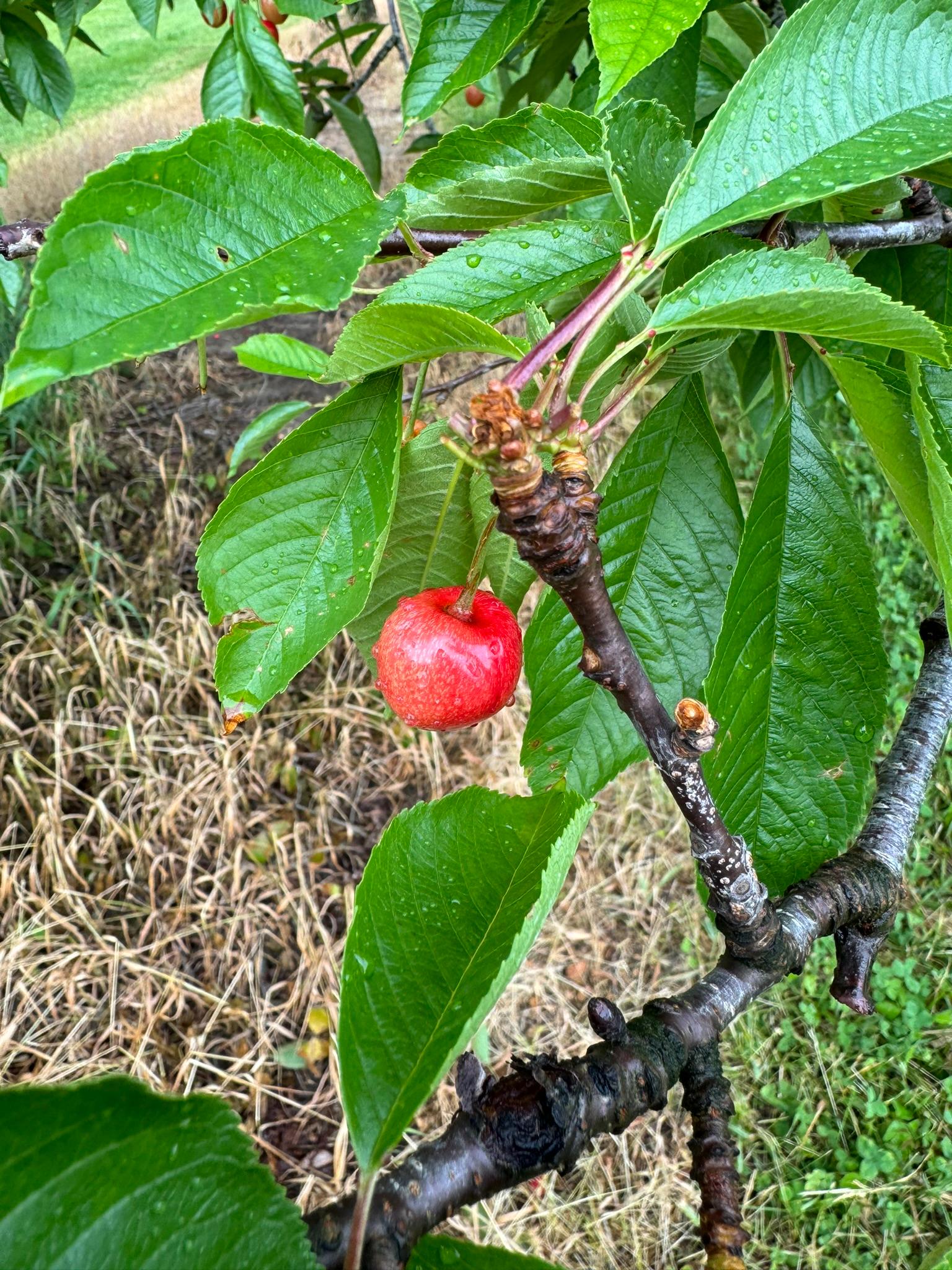 Sweet cherries growing on a tree.