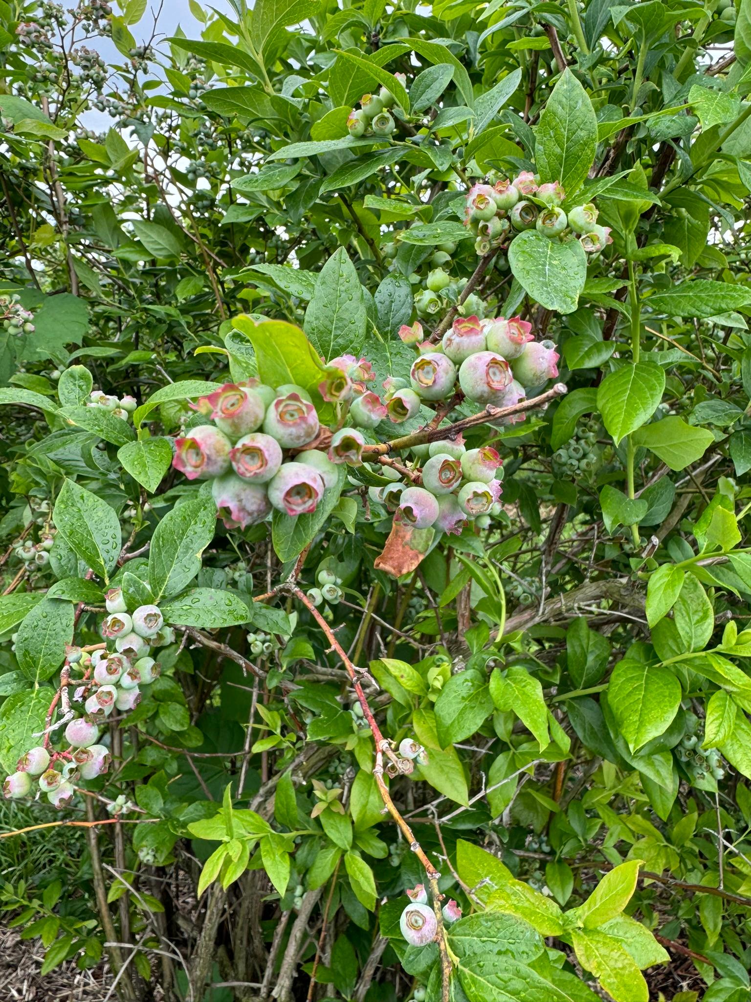 Blueberry fruitlets.