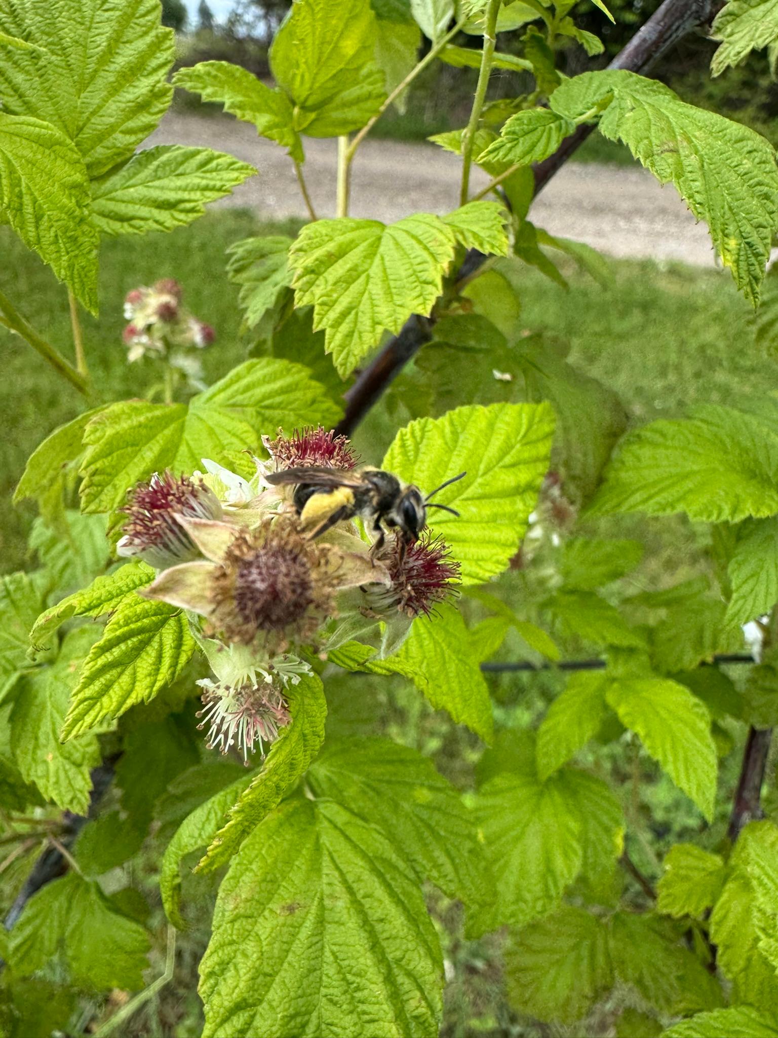 Raspberry_Flower_Bee_Kapnicks_May29_2025.JPEG