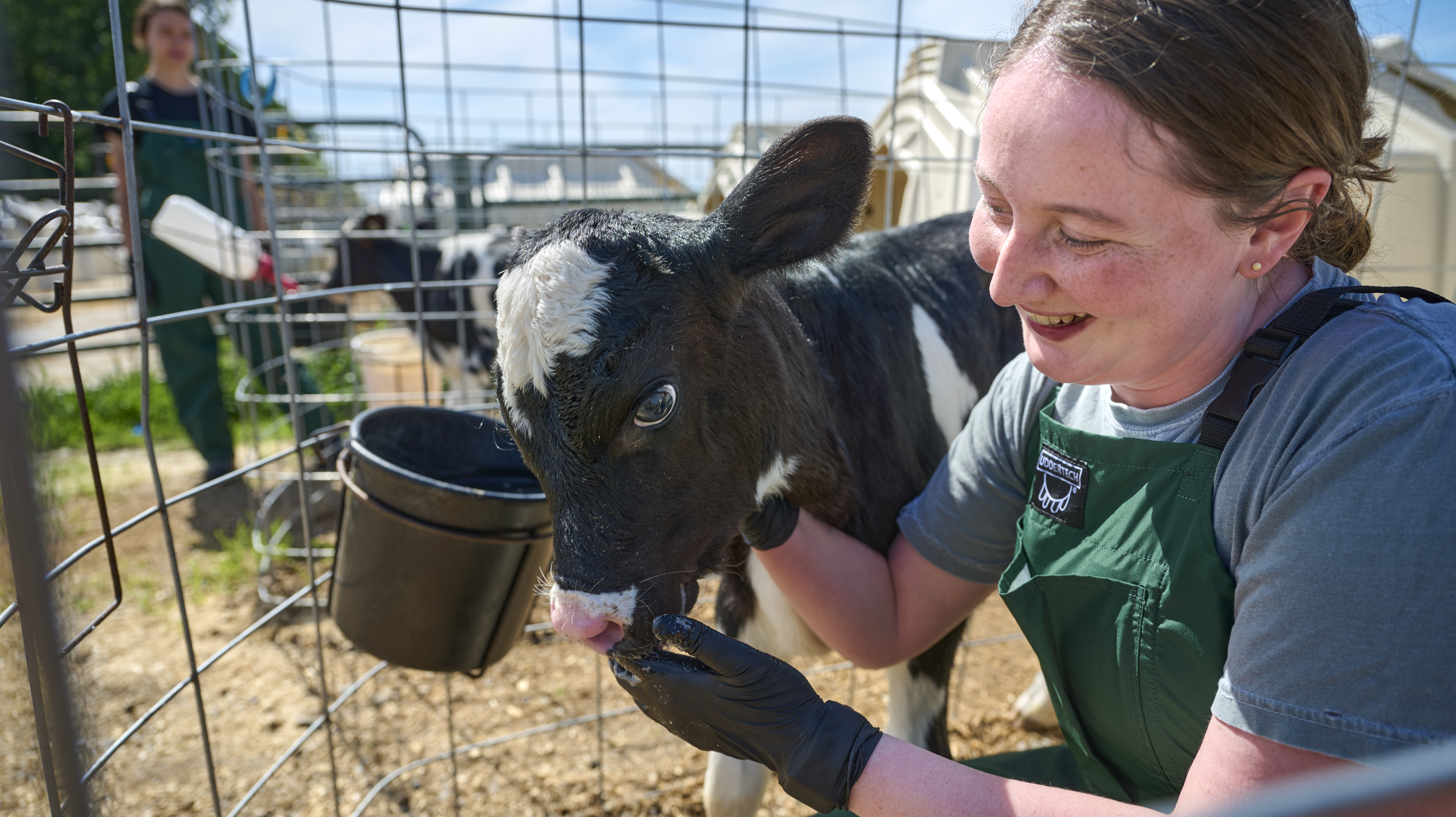 Paiton smiles at a Holstein calf inside an outdoor pen