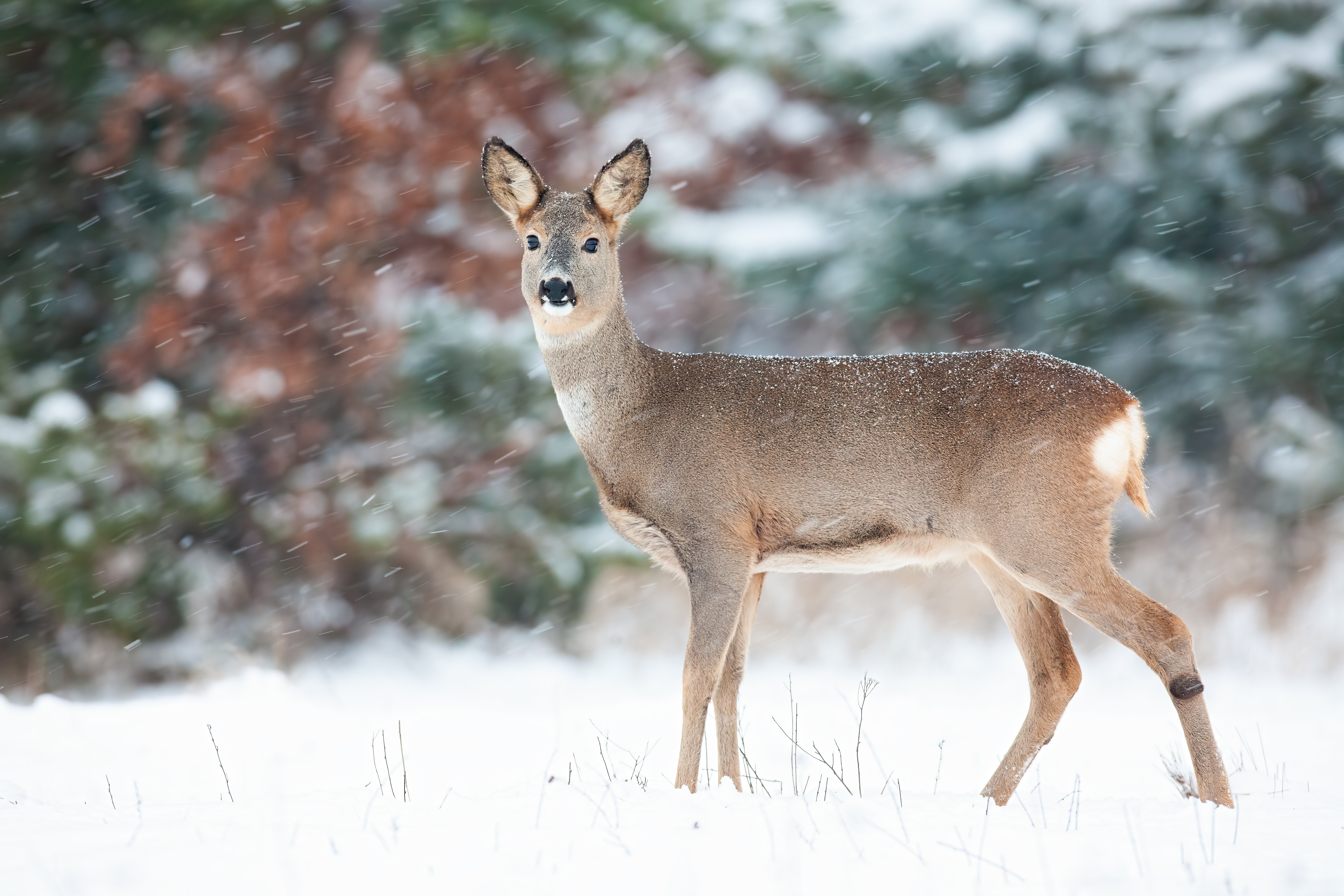 A doe standing in a snowy field.