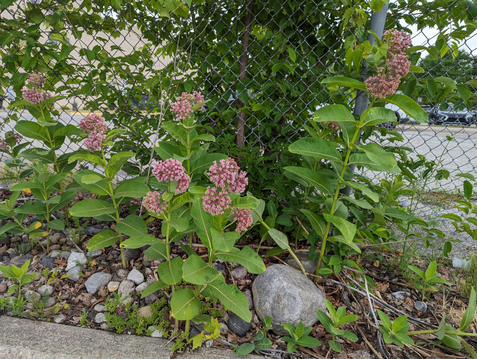 milkweed