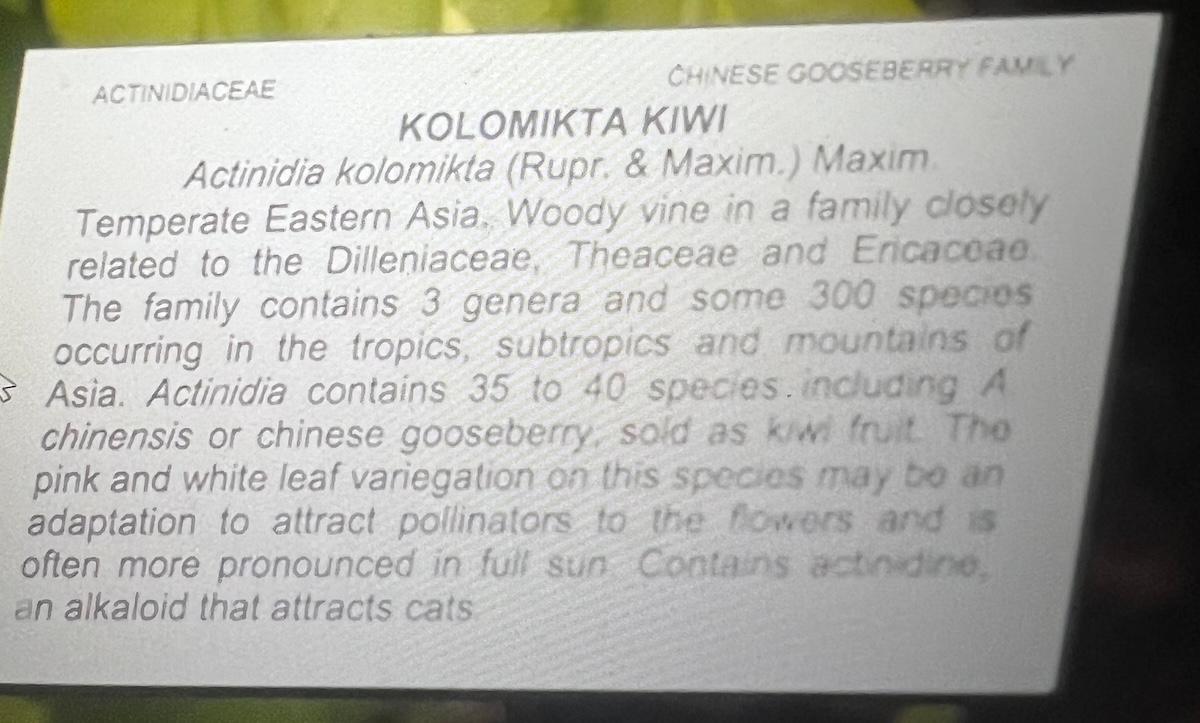 KiwiPlaque.jpeg