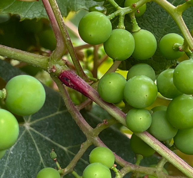 Grape cane gallmaker