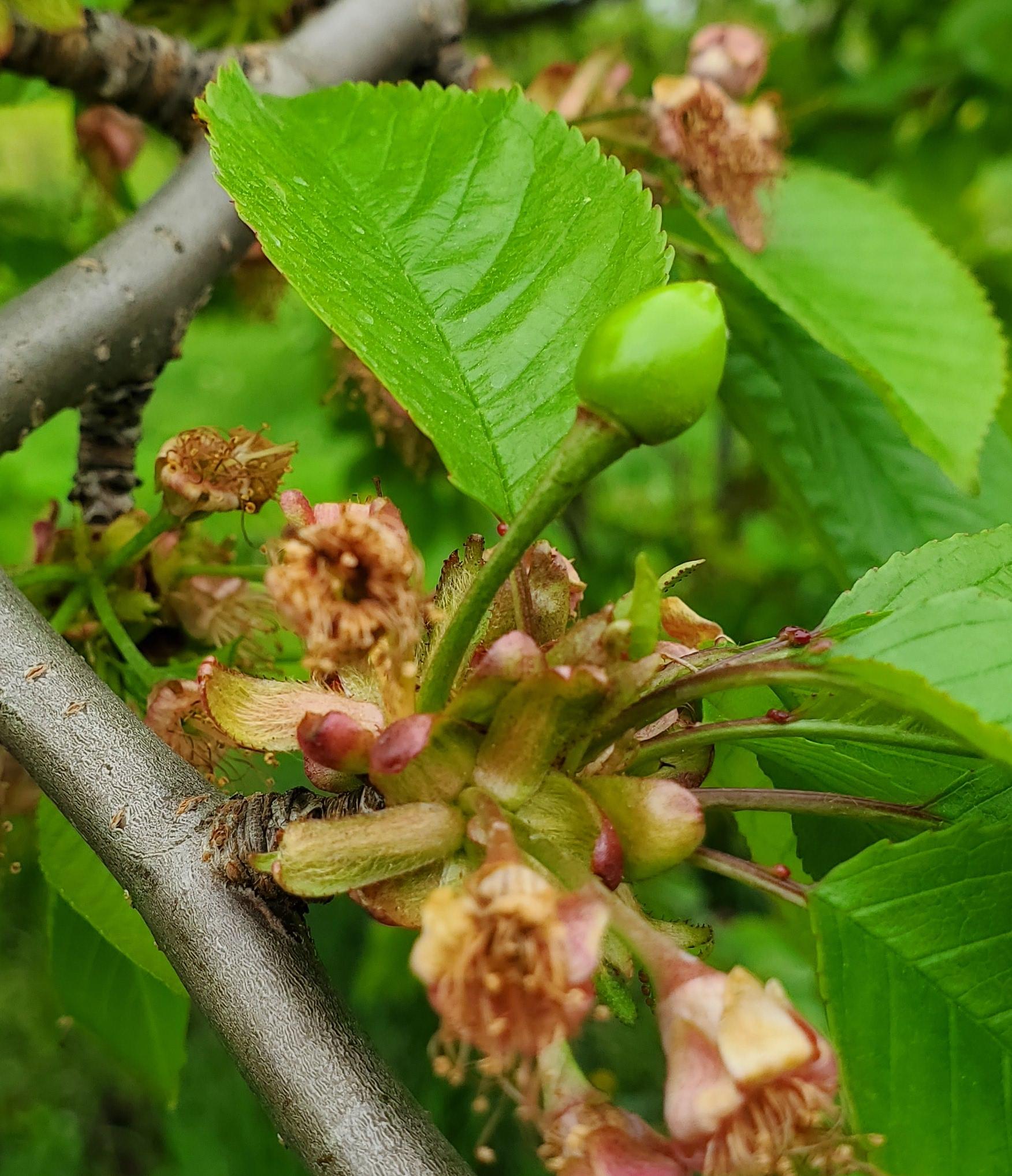 Sweet cherries.