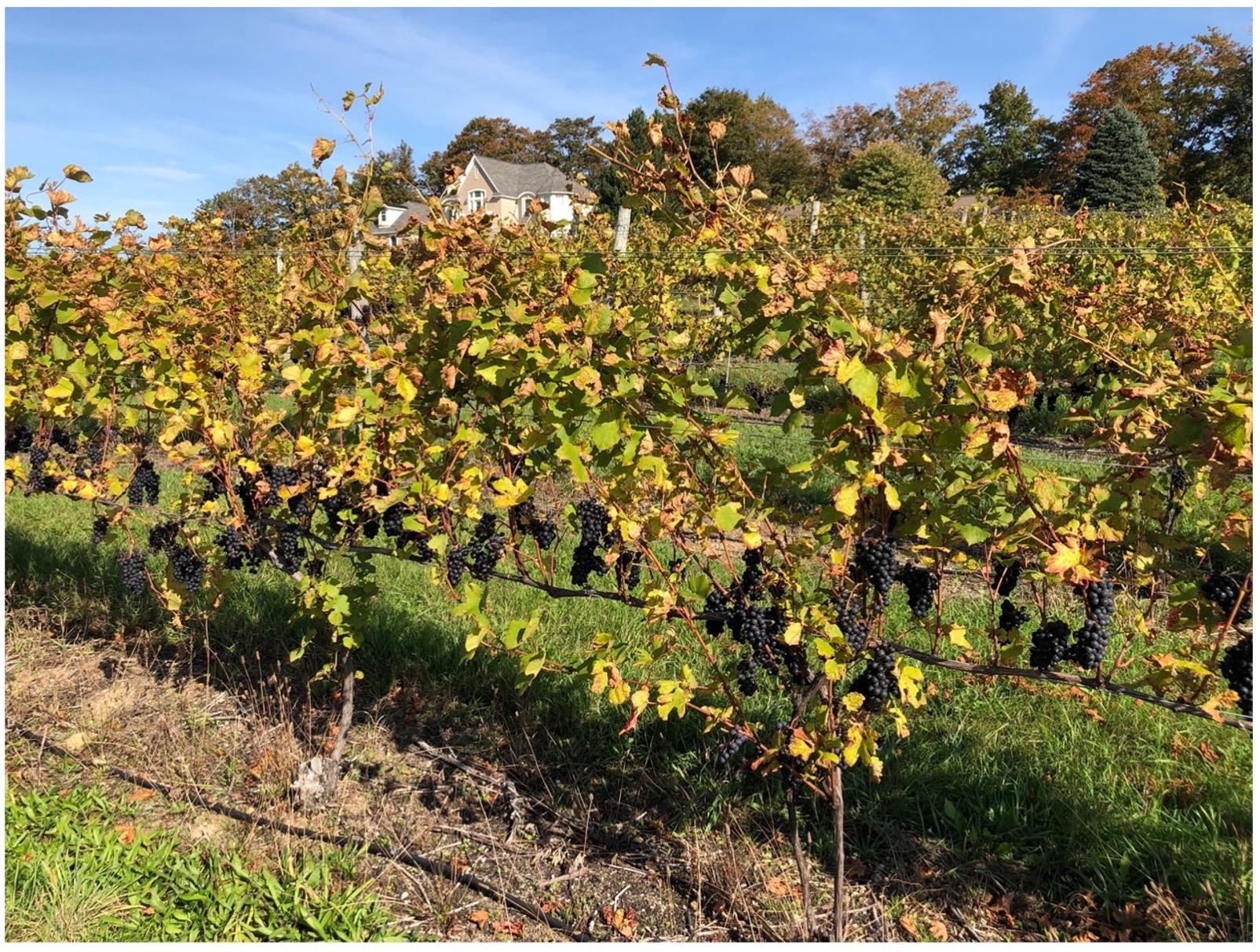 Heavy defoliation of downy mildew infected leaves.