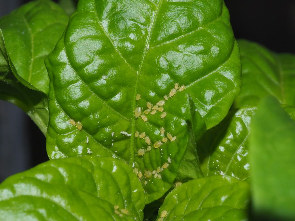 Green peach aphid.