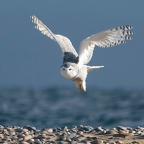 White owl flying