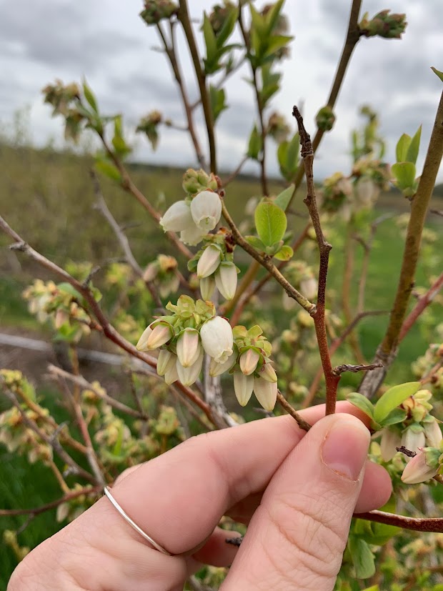 Blueberry plant.