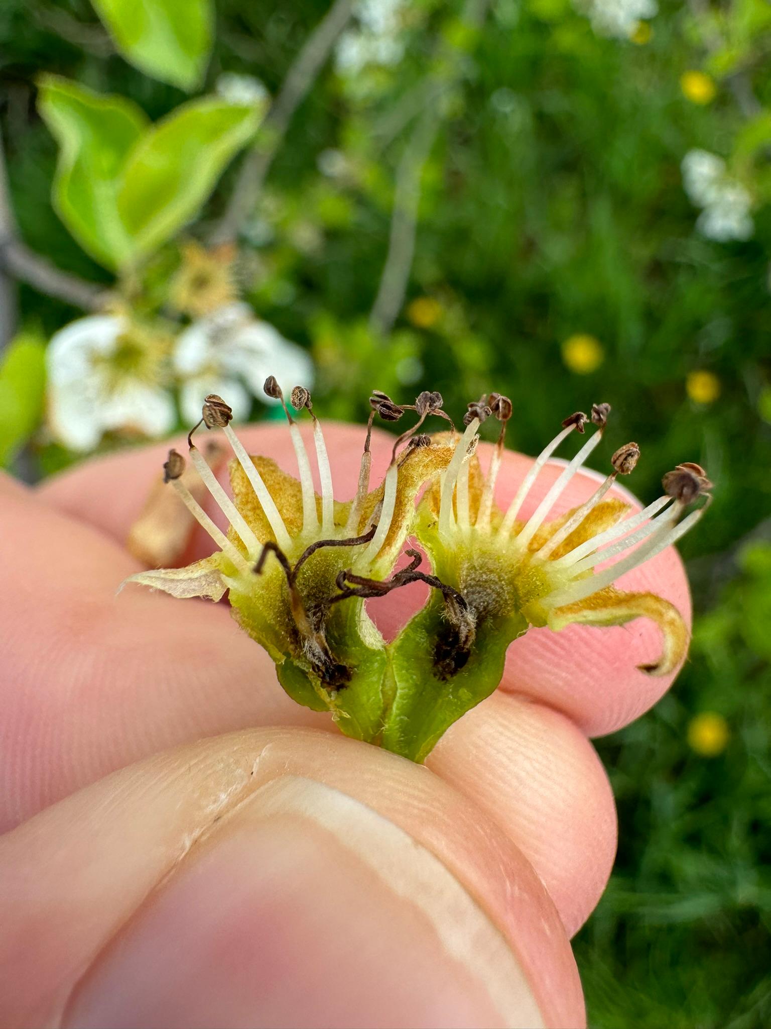 Pistil damage to pear.