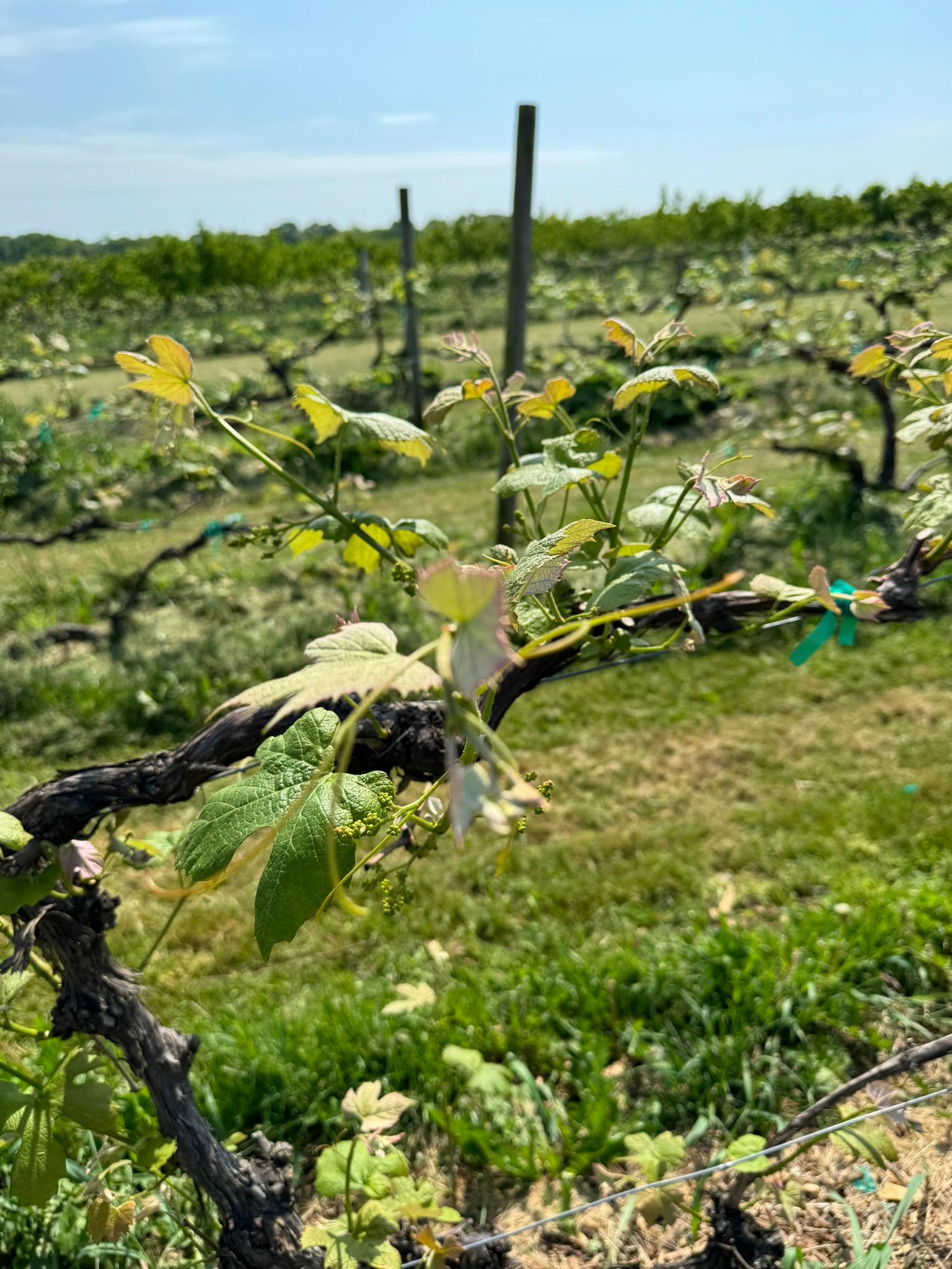 Grapes on a vine.