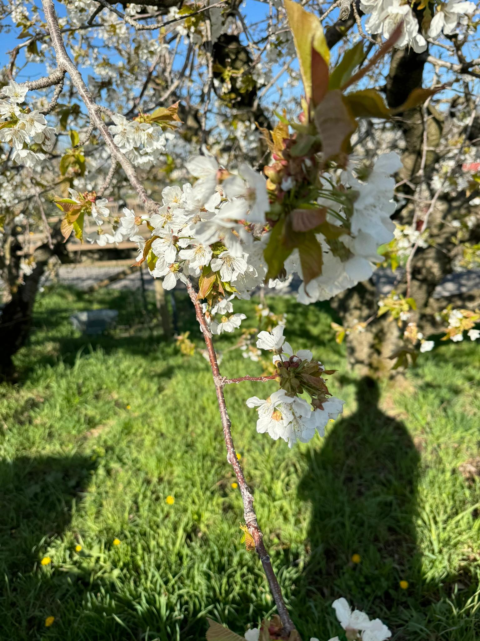 Cherries starting to bloom.