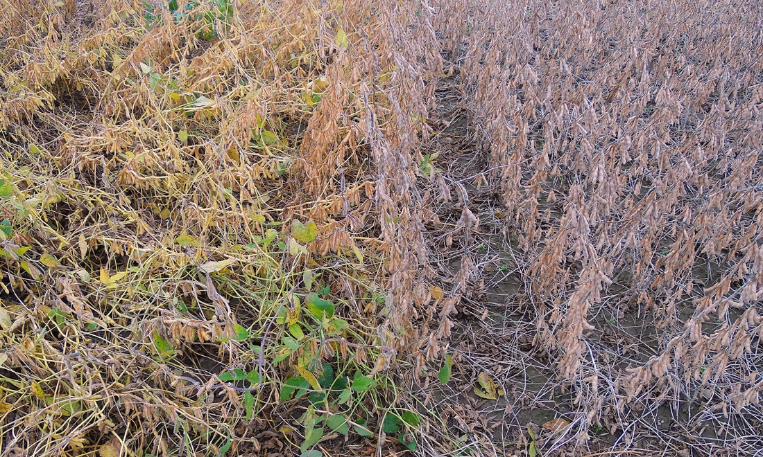 soybeans plants